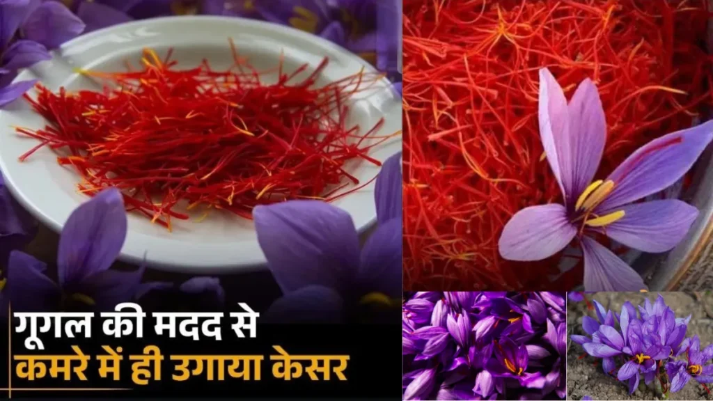 Google Help, I Grew Saffron Right in My Room/ Google कर, कमरे में उगाया केसर