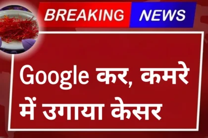 Google Help, I Grew Saffron Right in My Room